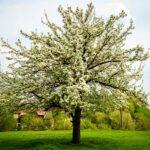 schöner frühlingsblühender Birnbaum